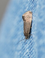 Leistomorpha brontoscopa