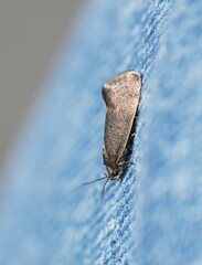 Leistomorpha brontoscopa