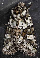 Lacinipolia strigicollis