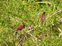 Ramphocelus dimidiatus