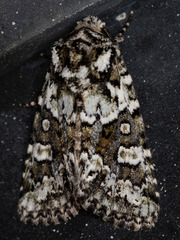 Lacinipolia strigicollis