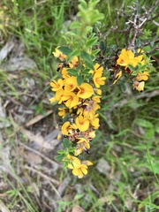 Pultenaea largiflorens