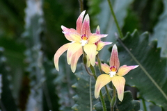 Caladenia × spectabilis