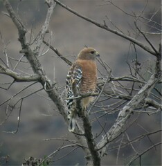 Buteo lineatus elegans
