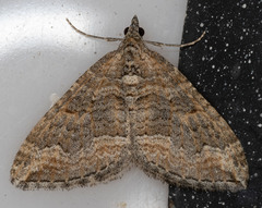 Perizoma custodiata