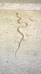 Protobothrops mucrosquamatus