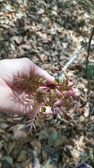 Rhus javanica