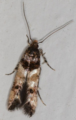 Walshia miscecolorella