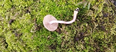 Inocybe