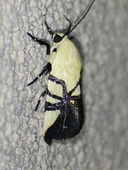 Eusceptis flavifrimbriata