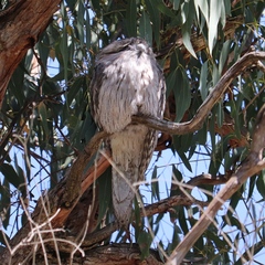 Podargus strigoides strigoides