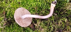 Inocybe