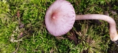 Inocybe