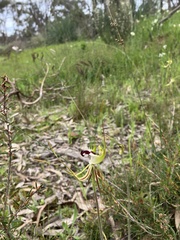 Caladenia tentaculata