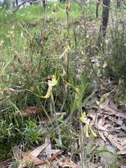 Caladenia tentaculata