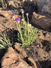 Pseudopegolettia tenella