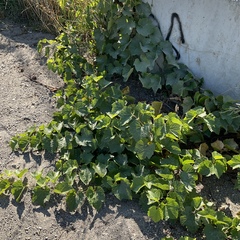 Vitis vinifera