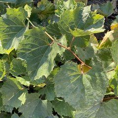 Vitis vinifera