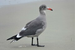 Larus heermanni
