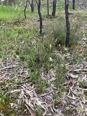 Caladenia tentaculata