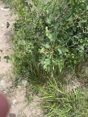 Morus mongolica