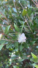 Myrtus