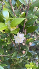 Myrtus