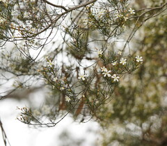 Ricinocarpos pinifolius