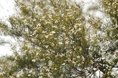 Ricinocarpos pinifolius