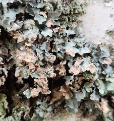 Erythricium aurantiacum