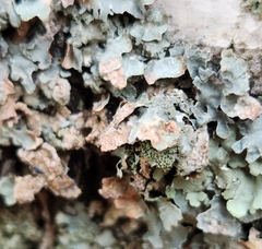 Erythricium aurantiacum