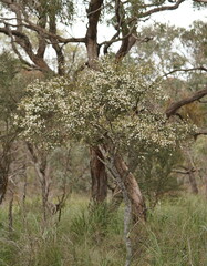 Ricinocarpos pinifolius