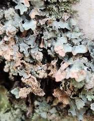 Erythricium aurantiacum