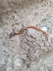 Ablepharus anatolicus