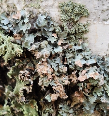 Erythricium aurantiacum