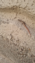 Ablepharus anatolicus