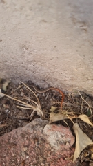 Ablepharus anatolicus