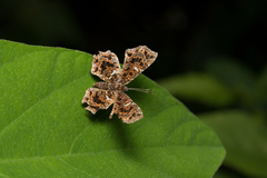Calydna sturnula