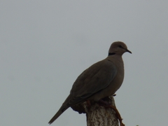 Streptopelia vinacea