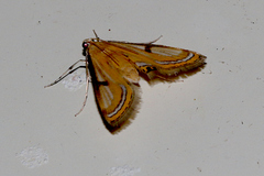 Eoophyla