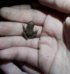 Eleutherodactylus campi