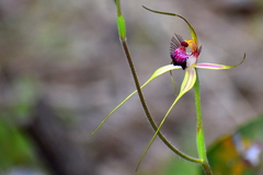 Caladenia pectinata
