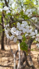 Cerasus