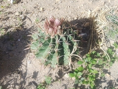 Ferocactus recurvus