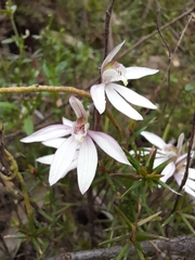 Caladenia prolata