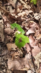 Corylus heterophylla