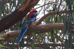 Platycercus elegans × eximius