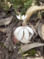 Caladenia prolata