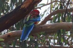 Platycercus elegans × eximius