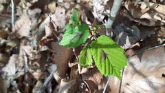 Corylus heterophylla
